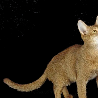 IGBrevised_cat genome pic.jpg